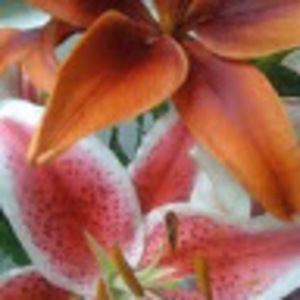 Meet your Posher, Melvina